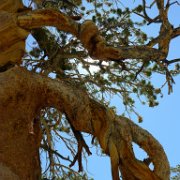 SouthernSierra 489 : SouthernSierra